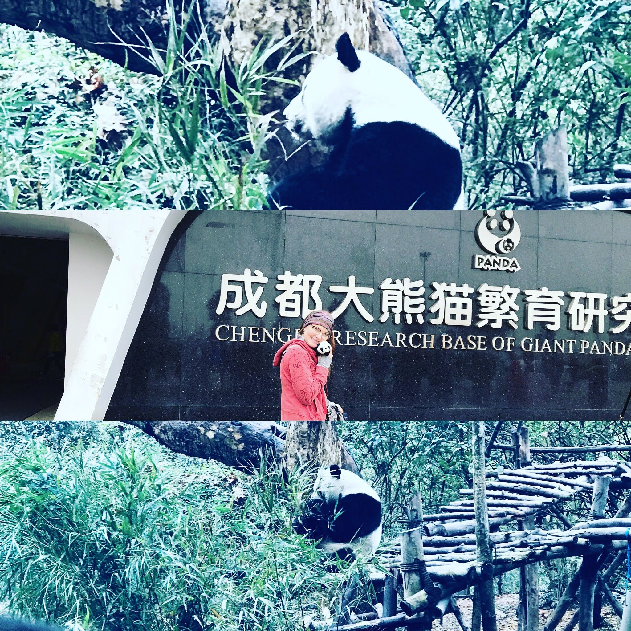 Pandas at the Chengdu reserve