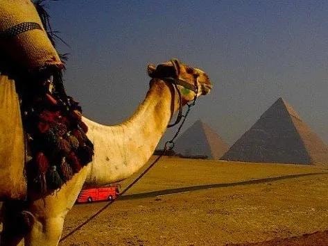 Camel at the Pyramids of Giza