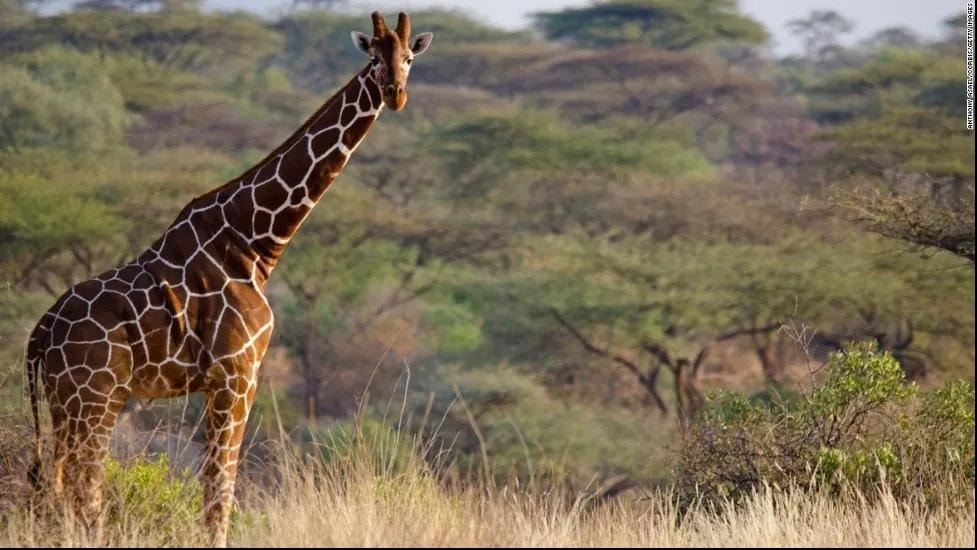Safari in Kenya